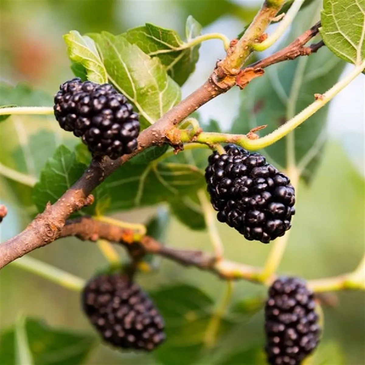 CRNI DUD “Mulle” - cover