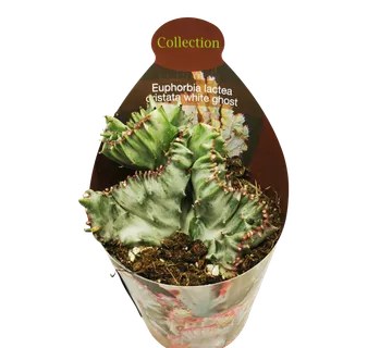 EUPHORBIA LACTEA ‘White Ghost’ - cover