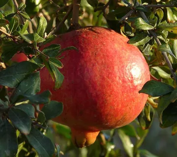 ŠIPAK “Slatki Barski” - cover