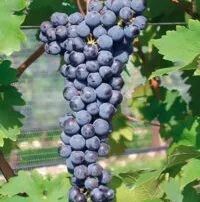 CABERNET SAUVIGNON VCR13 - cover