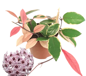 HOYA CAR. “Flamingo Dream” - cover