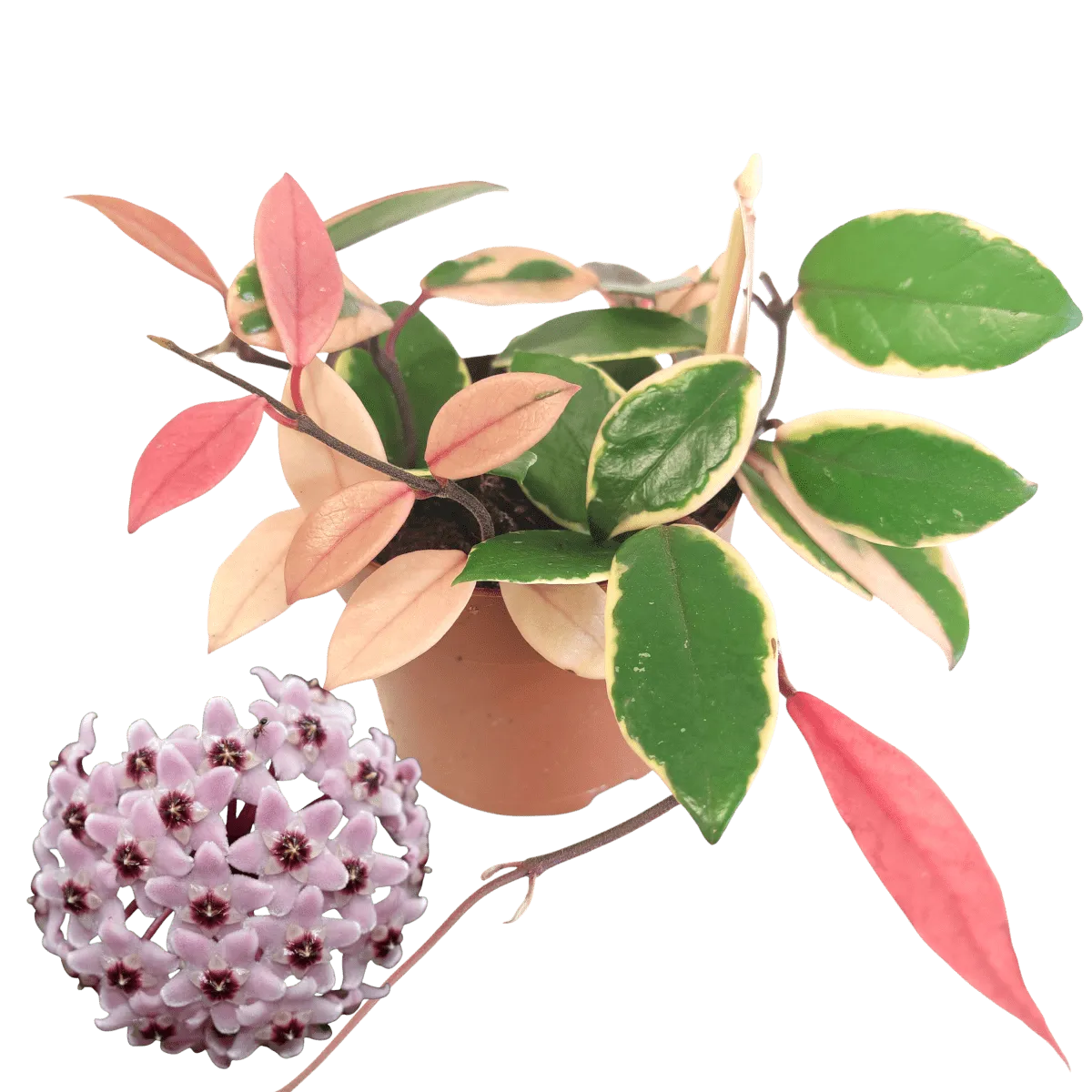 HOYA CAR. “Flamingo Dream” - cover