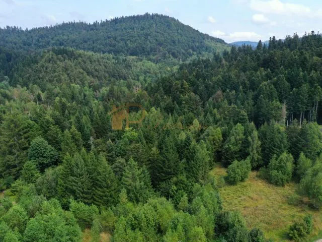 Fotografija