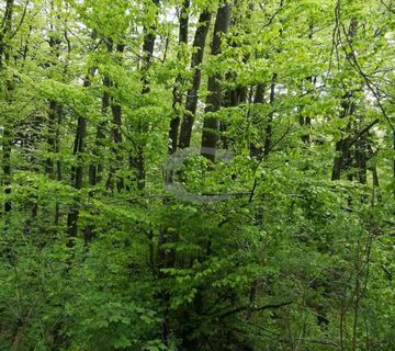 ZEMLJIŠTE, POJOPRIVREDNO, FUŽINE, 7.500 M2 - cover