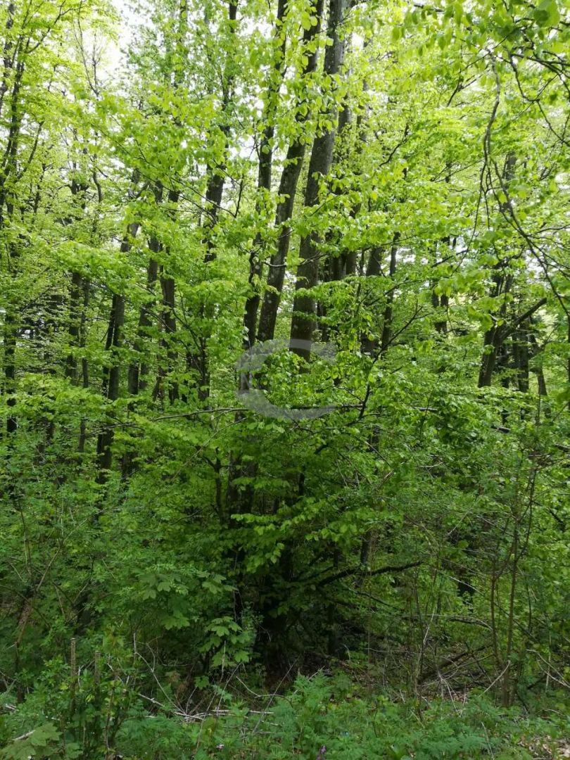 Fotografija