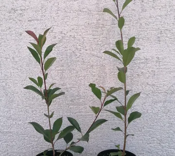 Fotinija fraseri - cover