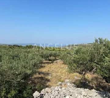 Brač, Bobovišća - poljoprivredno zemljište sa 140 starih maslina i pog - cover