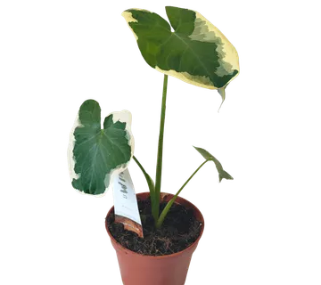ALOCASIA “Mickey Mouse” - cover