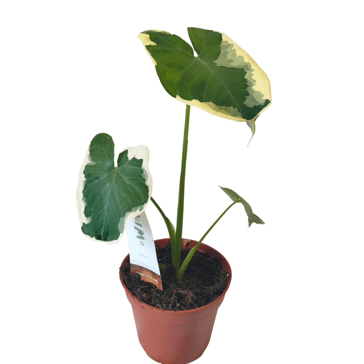 ALOCASIA “Mickey Mouse” - cover