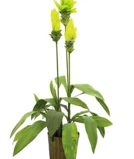 EUROPALMS Ginger lily, 95cm - cover