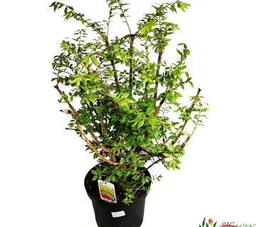 EUONYMUS AL.”Compactus” - cover