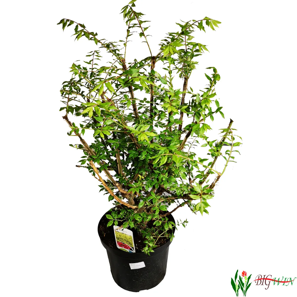 EUONYMUS AL.”Compactus” - cover