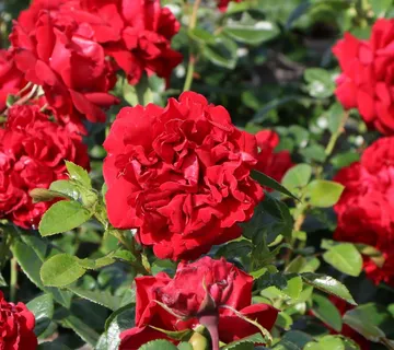 RUŽA STABLAŠICA “Jugendliebe” - cover