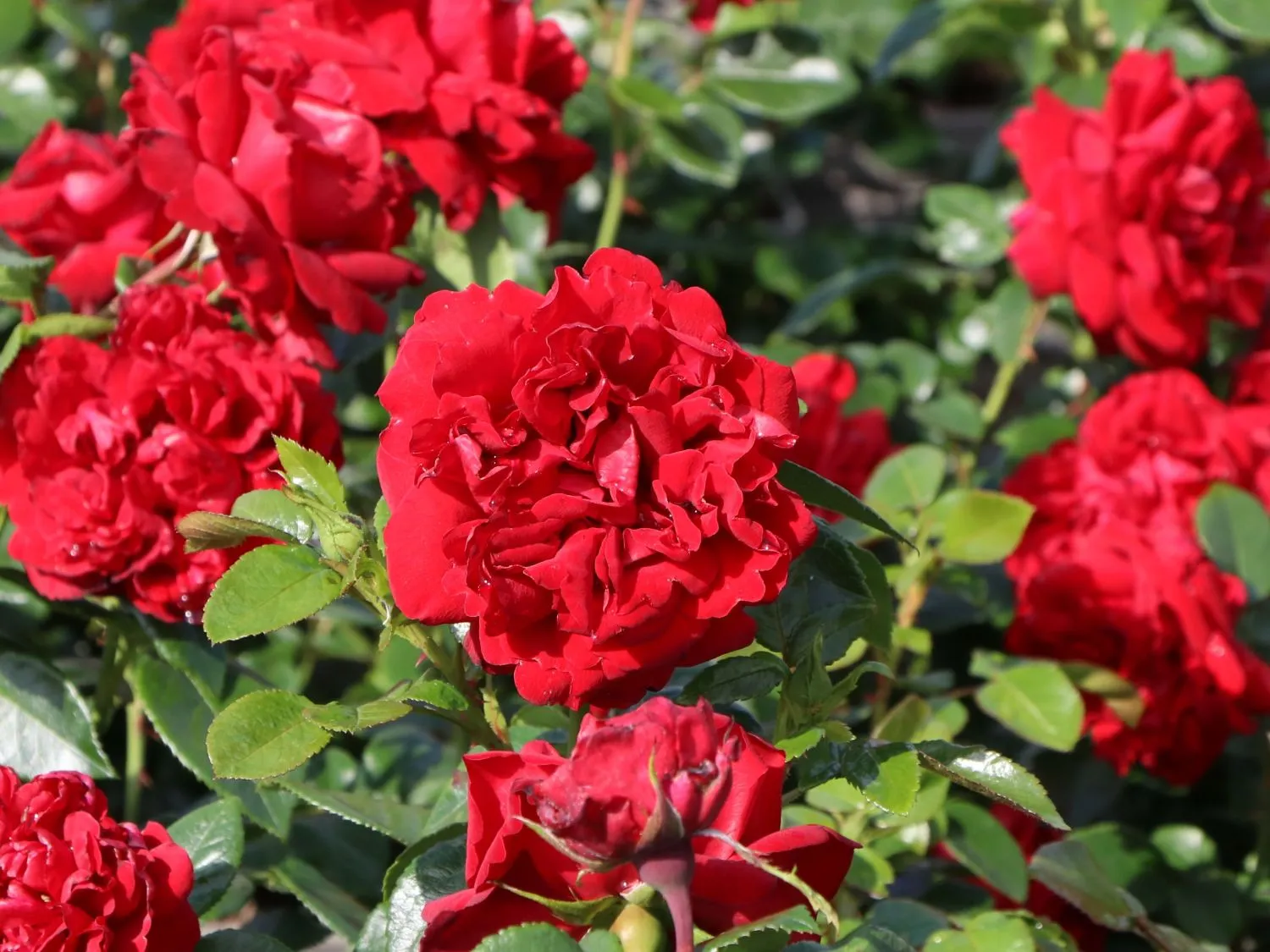 RUŽA STABLAŠICA “Jugendliebe” - cover
