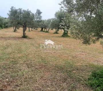 Istra,Fažana maslinik s maslinama starim 100 god,veličina 1136 m2 - cover