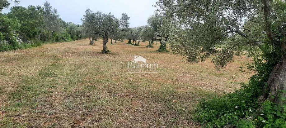 Fotografija