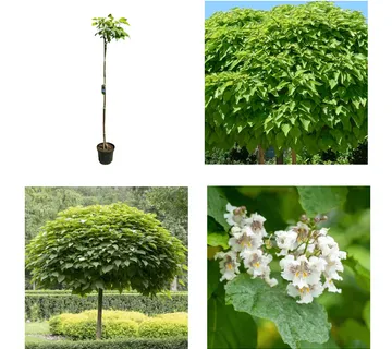CATALPA BIGNONIOIDES “Nana” - cover
