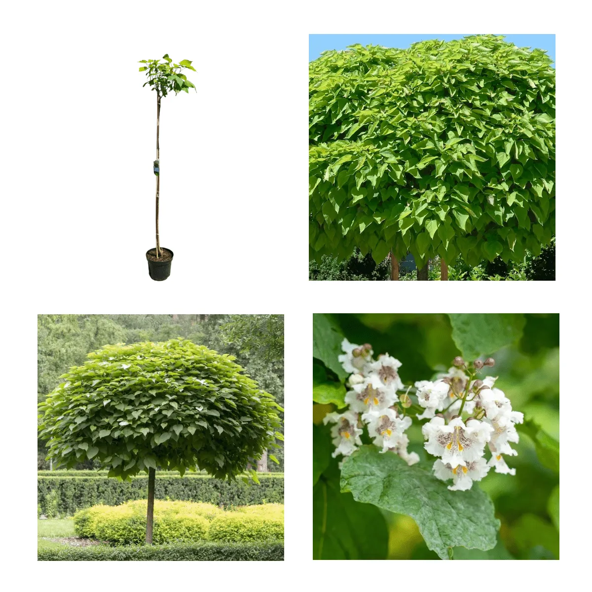 CATALPA BIGNONIOIDES “Nana” - cover