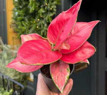 AGLAONEMA “Ruby Red” - cover
