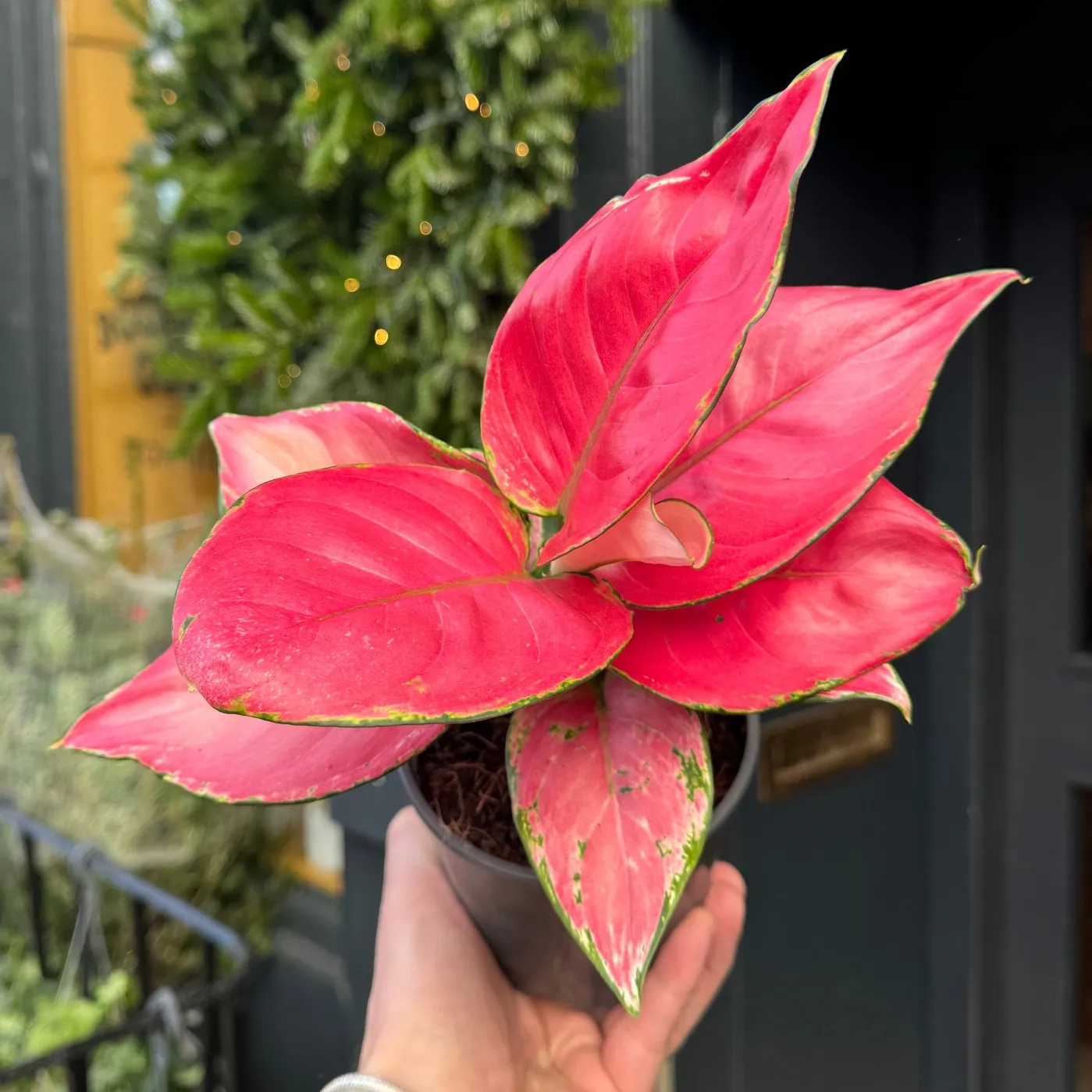 AGLAONEMA “Ruby Red” - cover