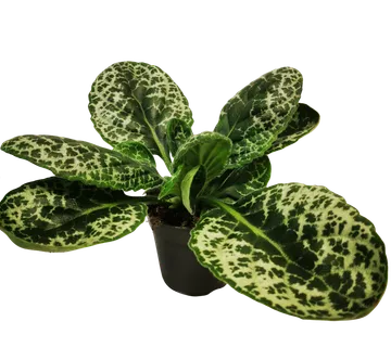 STREPTOCARPUS “Pretty Turtle” - cover