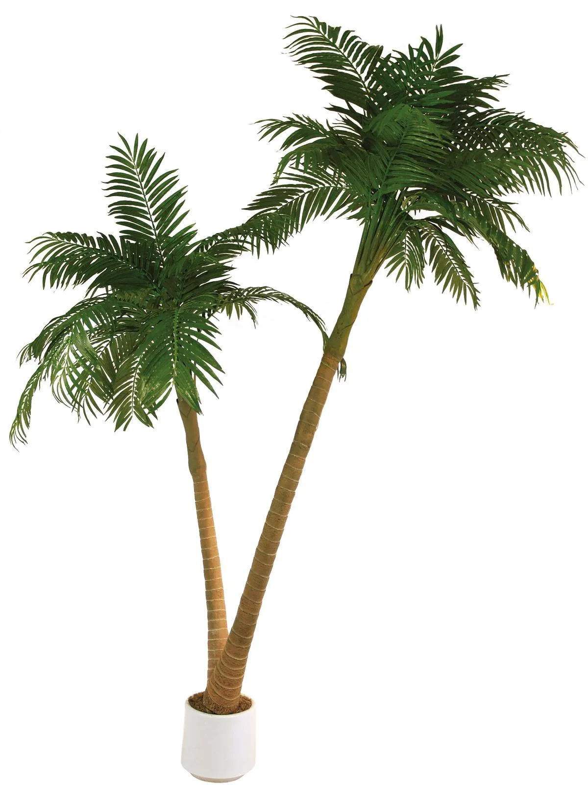 EUROPALMS Palm, 2 trunks, 305cm - cover
