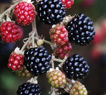 KUPINA “Oregon Thornless” - cover