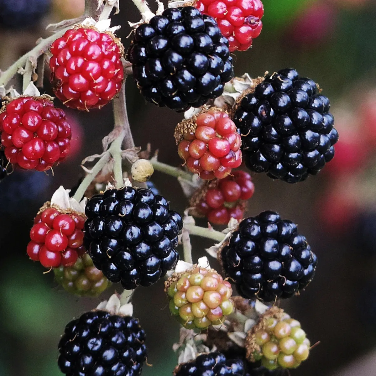 KUPINA “Oregon Thornless” - cover