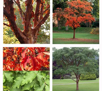 ACER GRISEUM - cover