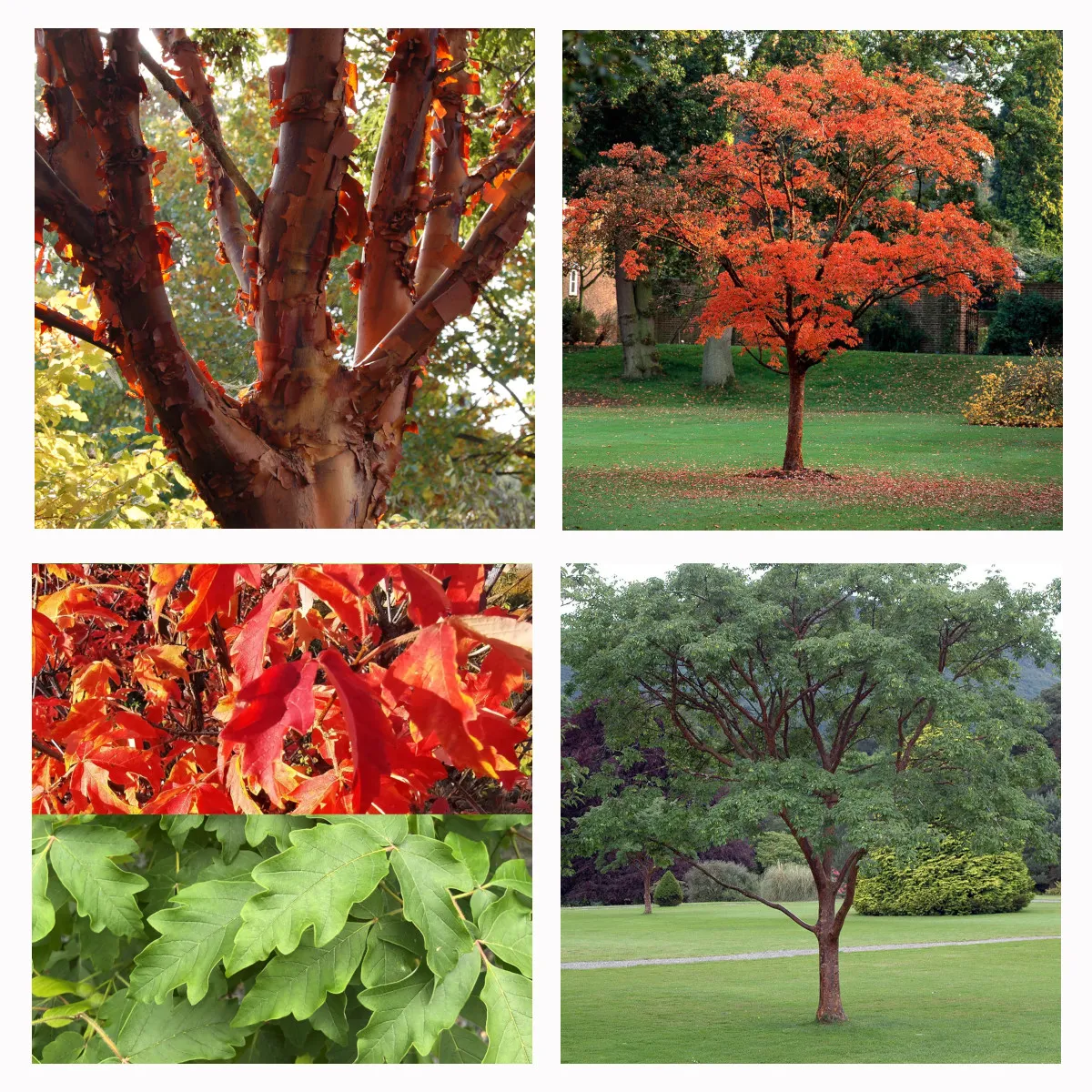 ACER GRISEUM - cover