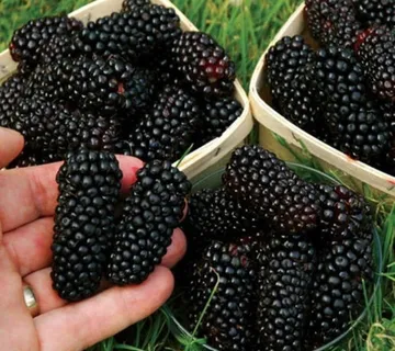 MORUS R.”Mojo berry”patuljasti dud - cover