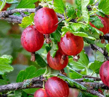 OGROZD CRVENI “Hinonnmaki Rod” - cover