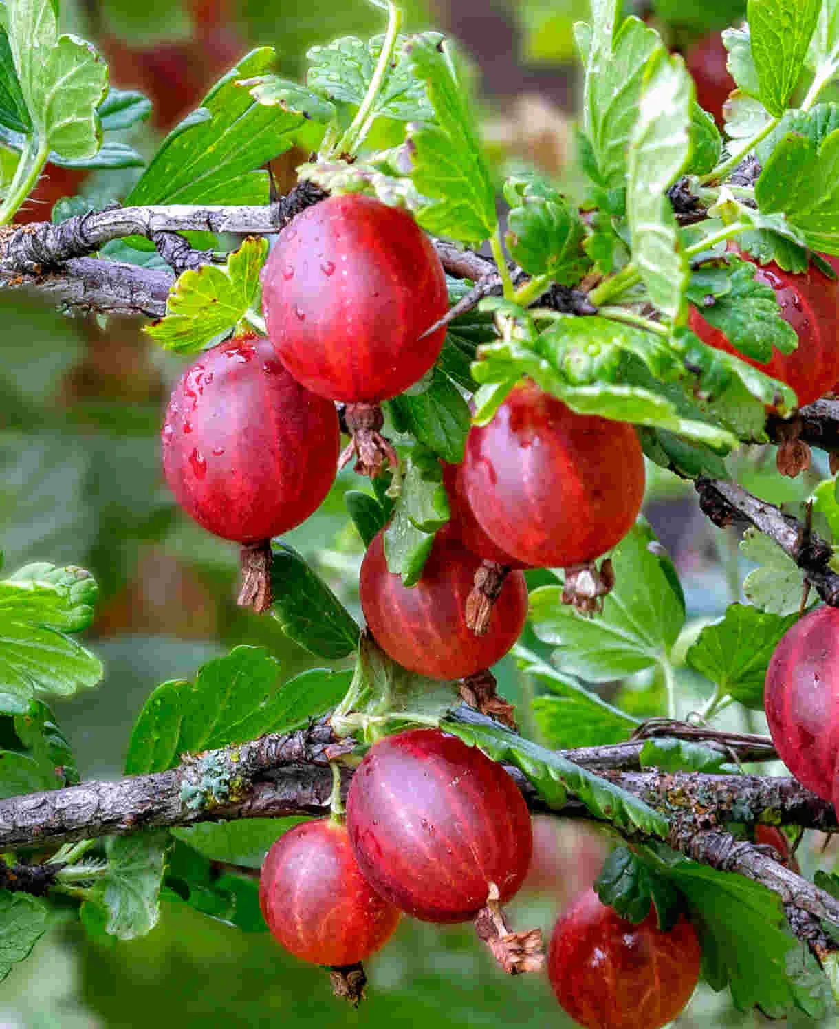 OGROZD CRVENI “Hinonnmaki Rod” - cover