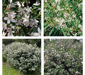 ERIOSTEMON MYROPOROIDES - cover