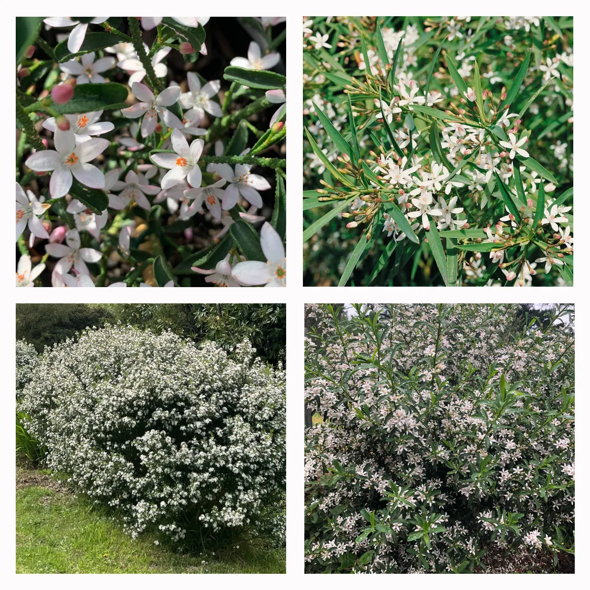 ERIOSTEMON MYROPOROIDES - cover