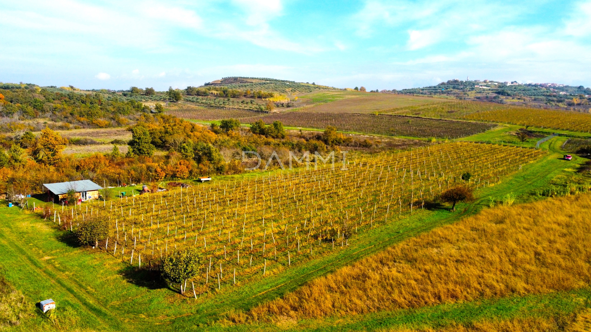 ISTRA, BUJE - Savršen vinograd na odličnoj lokaciji 10720 m2 - cover