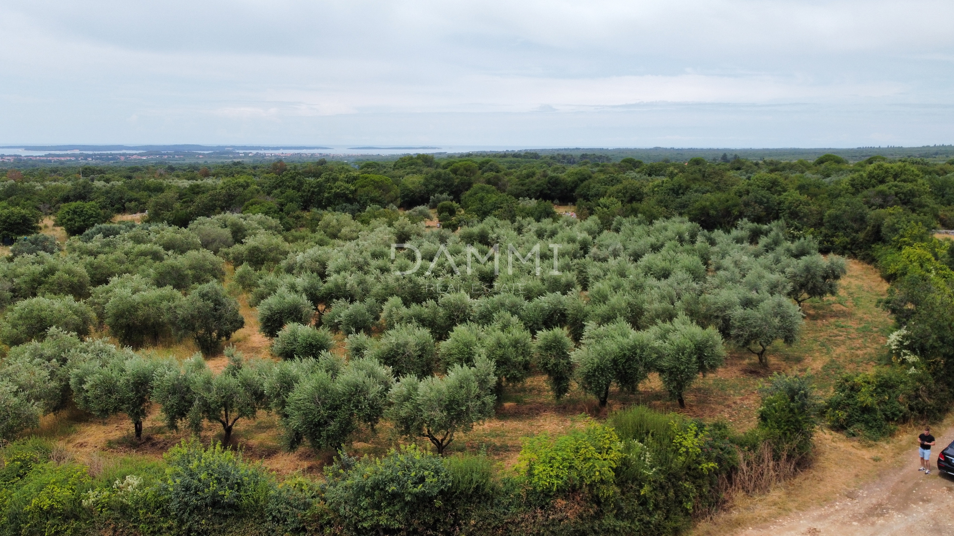 ISTRA, GALIŽANA- MASLINIK 2082m2 NA RUBU URBANIZACIJE - cover