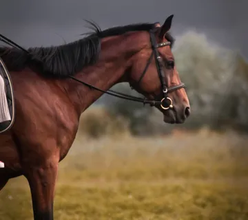 Ranč Ramarin - mala šetnja za djecu - cover