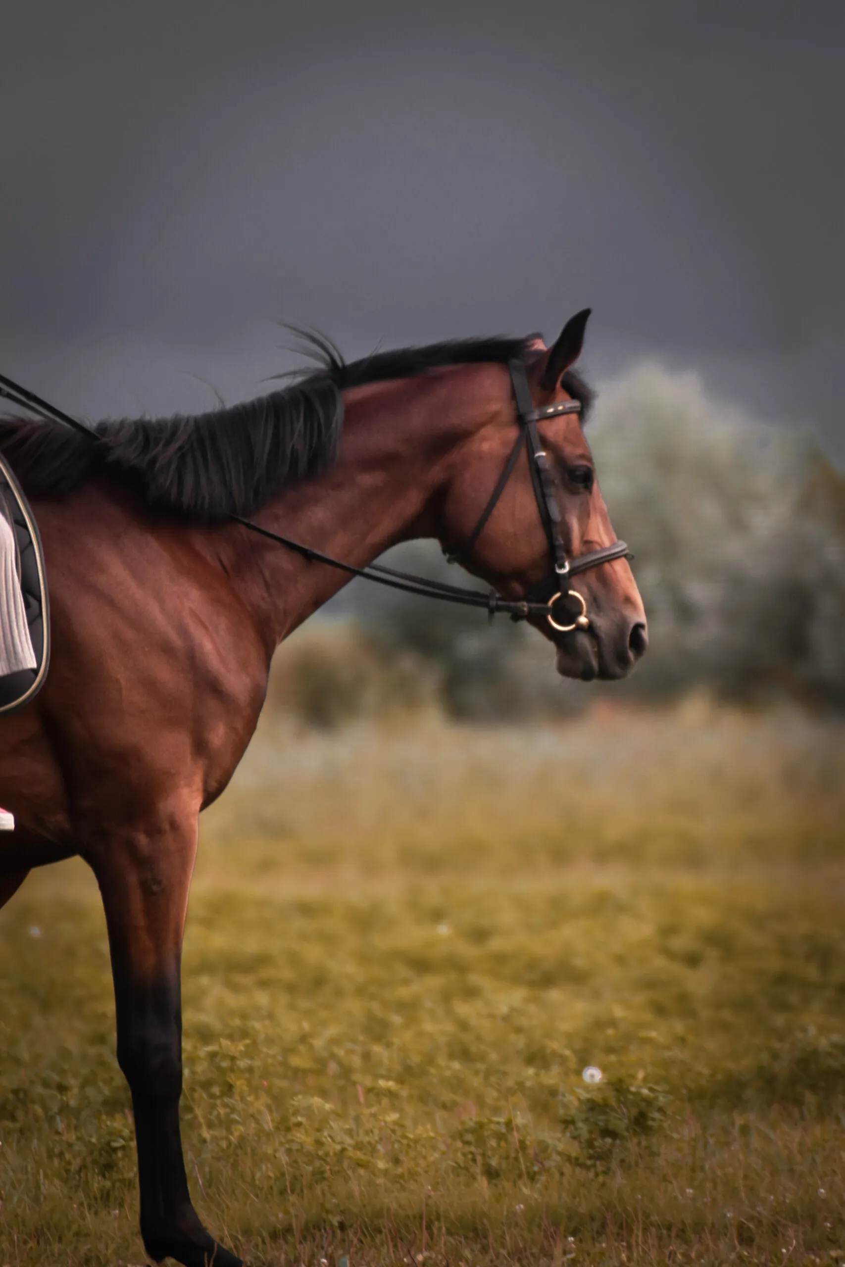 Ranč Ramarin - mala šetnja za djecu - cover