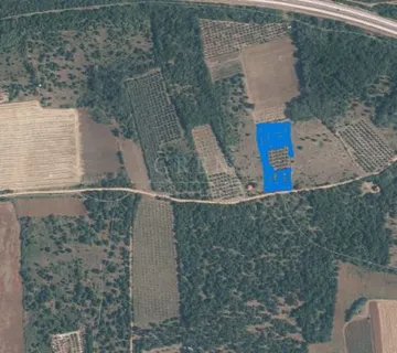 PRODAJE SE maslinik sa 143 stabala maslina i traktorom - cover