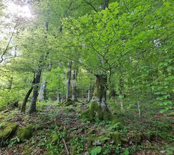 Predivna šuma - Delnice