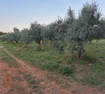 Maslinik Mali Vareški - 4000 m od mora Duga Uvala - Mali Vareški, Marčana