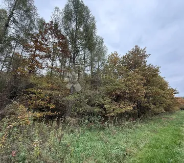 Čarobna mlada šuma u Čalincu - Čalinec, Maruševec