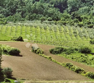 Draguć, zemljište idealno za maslinik ili vinograd - Draguć, Cerovlje