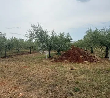 Prekrasna dva poljoprivredna zemljišta u Kašteliru (2895 m²) – Masline i priključak vode! - Labinci, Kaštelir - Labinci
