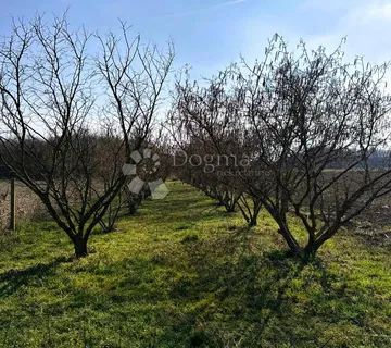 Nasad lješnjaka (istarski + rimski) = kvaliteta + prinos | 1063 m² - Križovec, Mursko Središće