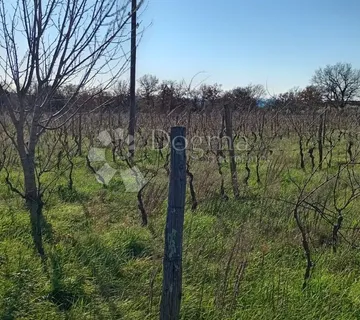 Velika Poljoprivredna Parcela Uz Glavnu Cestu - Vodnjan