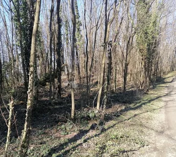 Šuma Paka u Gradišću - Čanjevo, Visoko