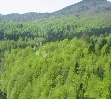 Šuma u Brod Moravicama - Brod Moravice