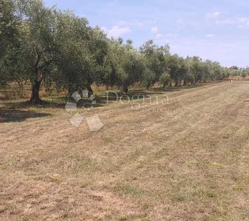 maslinik i lijepa parcela za uživanje - Finida, Umag